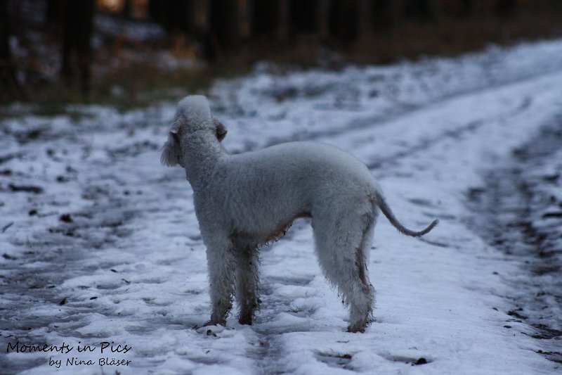 Airis Blue Volshebny Svet 2009-12-26 (20).JPG